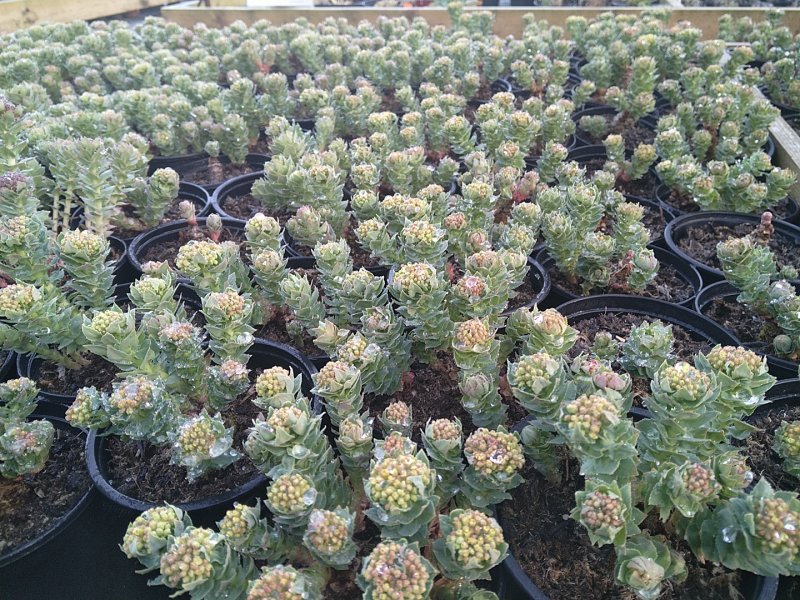 Rhodiola rosea Родиола розовая